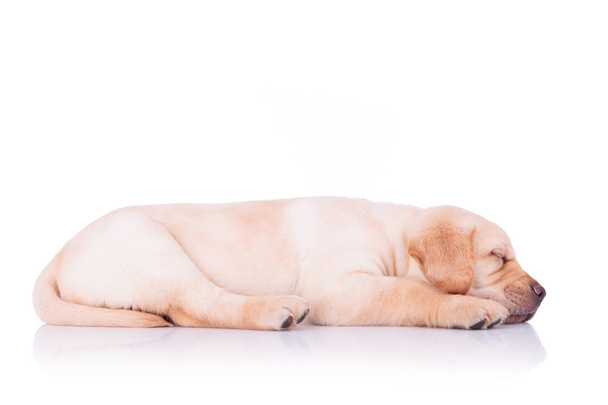 Uyuyan bir labrador retriever köpek yavrusu köpek yan görünüm - Fotoğraf, Görsel