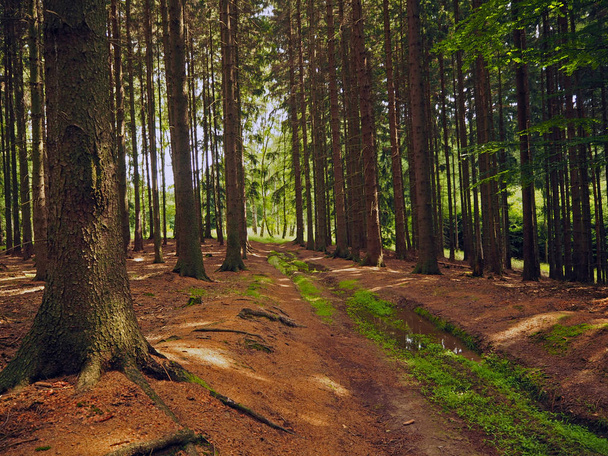 camino sucio charco en el bosque de abeto viejo en la luz brillante y
  - Foto, Imagen