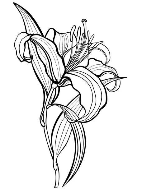 Lily, flower. Line drawing. For coloring - Vektor, kép