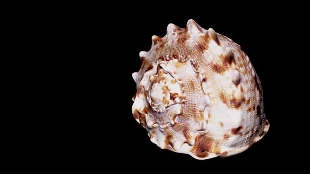 Seashell aislado sobre fondo negro, luz cálida de cerca, detalle
 - Metraje, vídeo