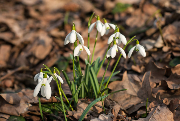 Beautiful snowdrops (Galanthus) in the spring forest.  - Photo, Image