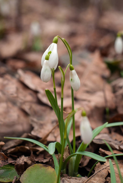Beautiful snowdrops (Galanthus) in the spring forest.  - Photo, Image