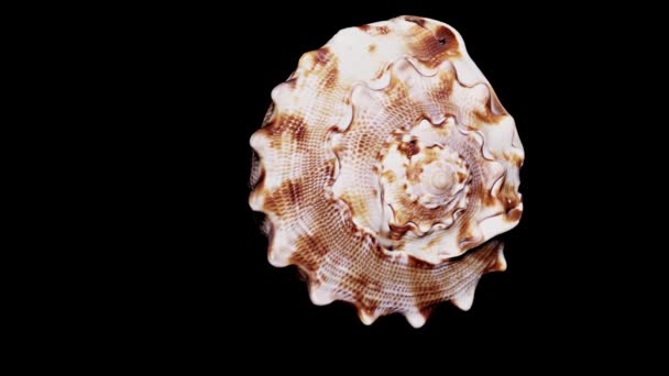 Seashell Isolated on Black Background, Warm Light  Close-up, Detail - Footage, Video