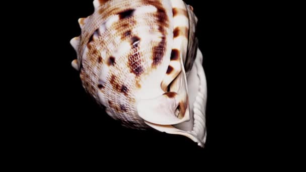 Seashell Isolated on Black Background, Warm Light  Close-up, Detail - Footage, Video