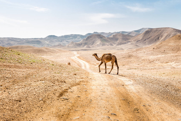 Δύο καμήλες διασχίζοντας έρημο δρόμο βόσκησης, νεκρά θάλασσα Ισραήλ, Ισραήλ. - Φωτογραφία, εικόνα