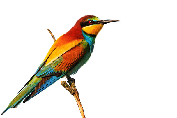 trópusi madár ül egy ágon, egy fehér háttér, a design és a vadon élő állatok - Fotó, kép