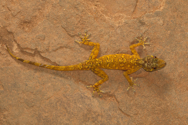 Чоловічий Золотий gecko, Calodactylodes aureus. Visakhapatnam, Андхра-Прадеш, Індія - Фото, зображення