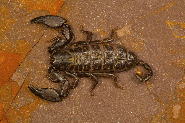 Dwarf scorpion of the genus Liocheles. These live in crevices in rocks in forested areas - Photo, Image