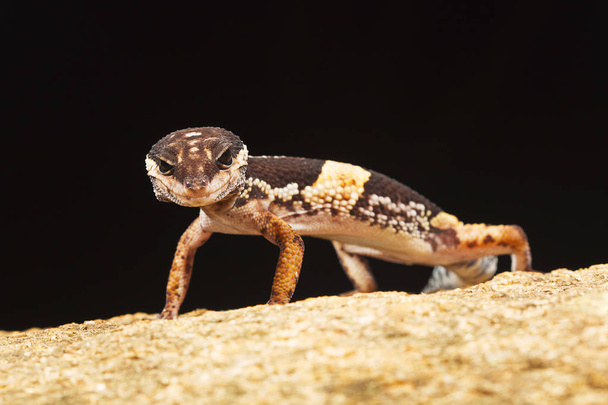 The East Indian leopard gecko, Eublepharis hardwickii (en inglés). Ghats orientales de Vaizag, Andhra Pradesh, India
 - Foto, imagen