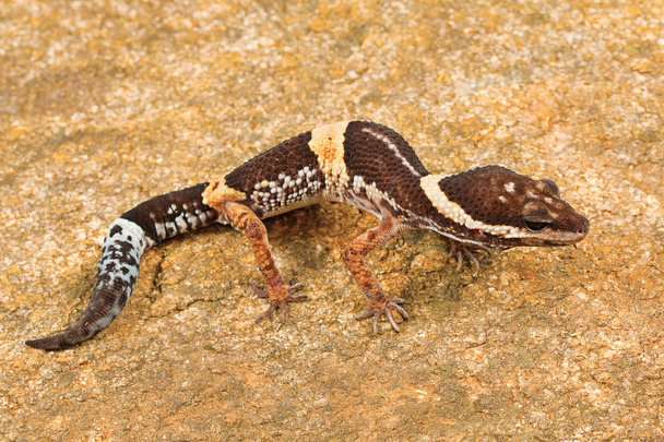 Схід Індійська leopard gecko Eublepharis індійський. Східні Гати Vaizag, Андхра-Прадеш, Індія - Фото, зображення