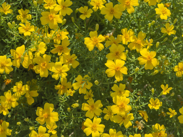 pflanzliche gelbe Blumen Pflanze dekorativen Hintergrund - Foto, Bild