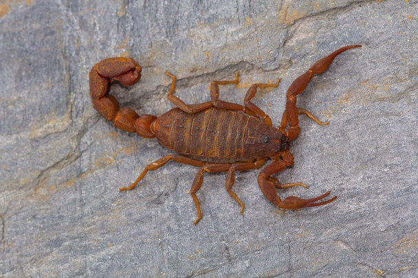 Tuk tailed scorpion Hottentotta rugiscutis od Vladimíra okres, Maharashtra, Indie - Fotografie, Obrázek