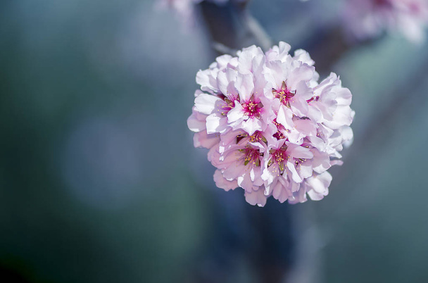 flor de almendra: como cada año en febrero
 - Foto, Imagen