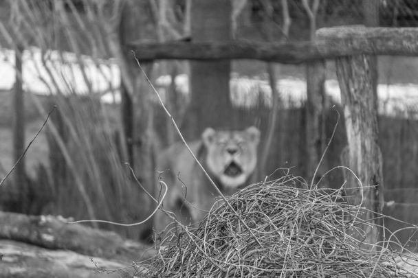 前景の絡み合った小枝に焦点を当てた白黒のショットで、背景にはぼやけたライオンがいます。 - 写真・画像