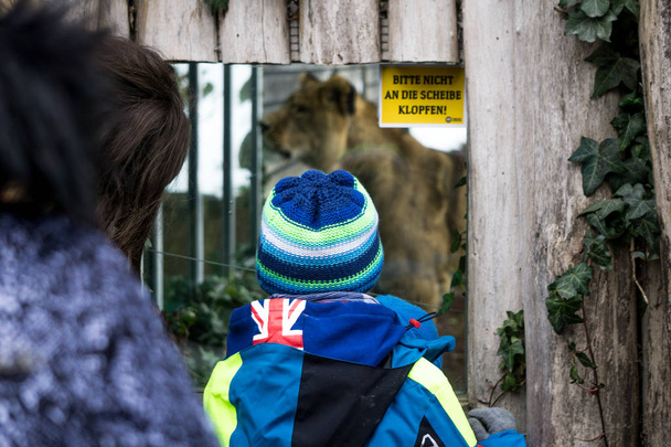 Dítě zírá skleněným panelem na dospělou lvice v zoo - Fotografie, Obrázek