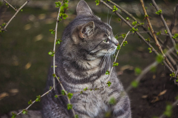 Harmaa kissa jyrsii pensaikkoa, kissaa ja oksaa.
 - Valokuva, kuva