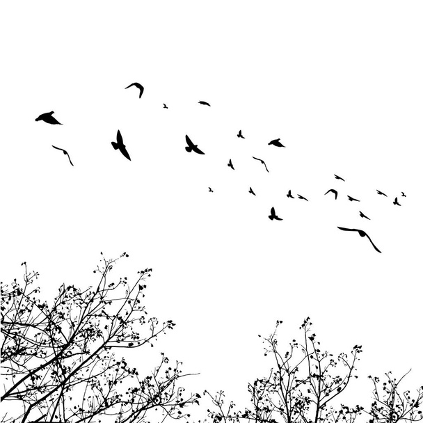 Aves voladoras y siluetas de ramas sobre fondo blanco. Vector
  - Vector, imagen