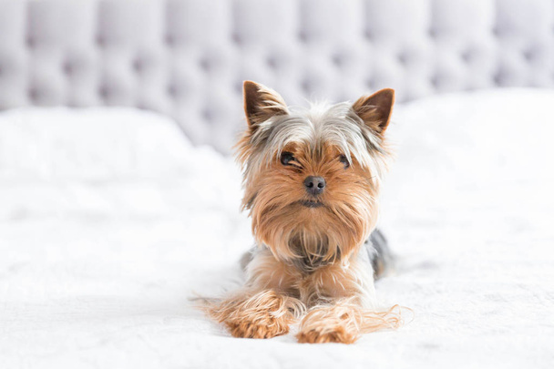 Cute yorkshire terrier in the bedroom - Foto, immagini