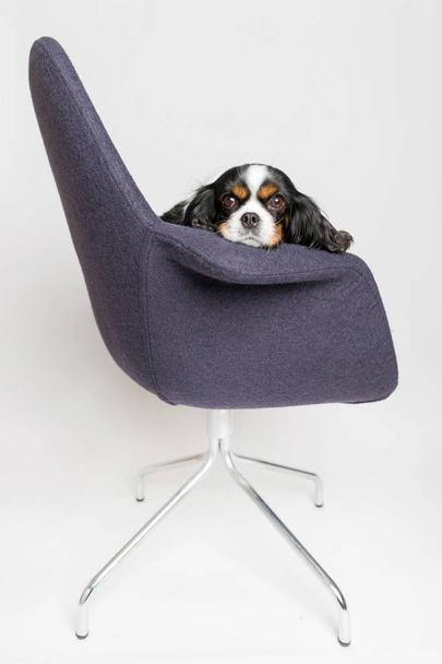 Σκύλος κάθεται στην καρέκλα περιστρεφόμενη  - Φωτογραφία, εικόνα
