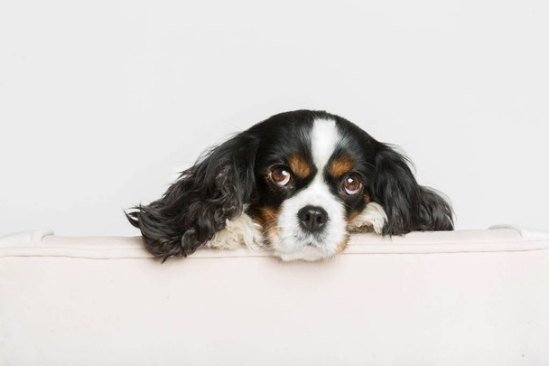 Dog leans head on the armchair - Foto, Bild
