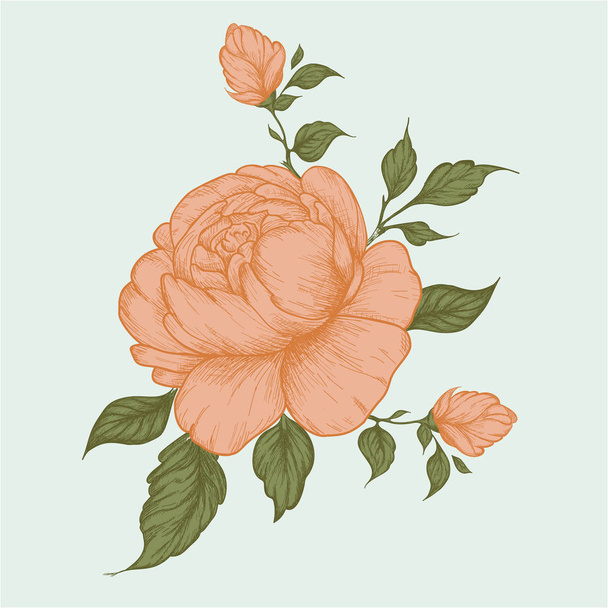 Set of peony flowers, bud, leaves, hand drawn sketch style vector illustration on white background. - Вектор,изображение