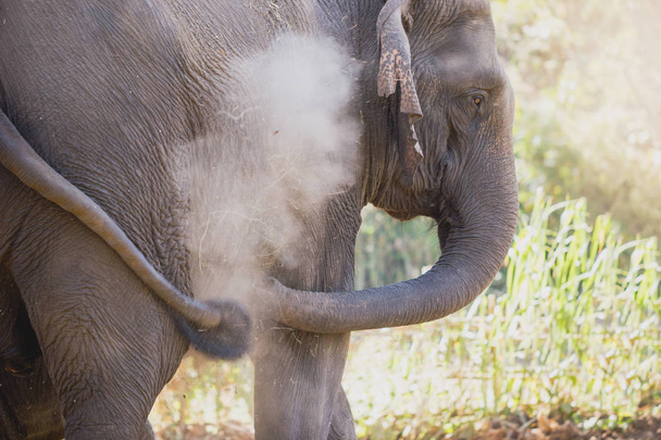 Asian elephant in the forest, He using a turkey sprayed dust on himself. - Photo, Image