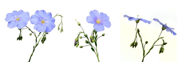 Flores de lino
 - Foto, Imagen