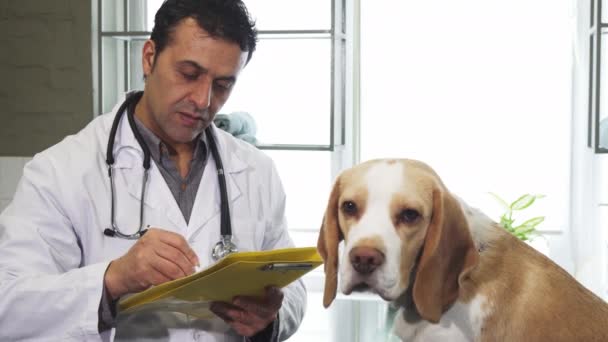 Профессиональные ветеринарные заполнения бумаги после осмотра и очаровательный щенок Beagle
 - Кадры, видео