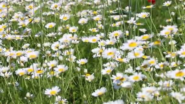 chamomile flower meadow spring season - Footage, Video
