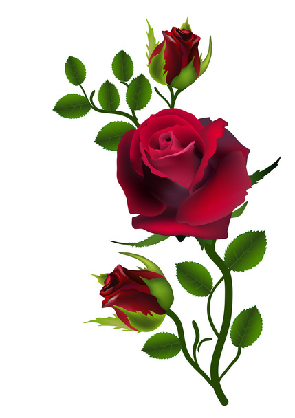 Card flower rose - Vector, Imagen