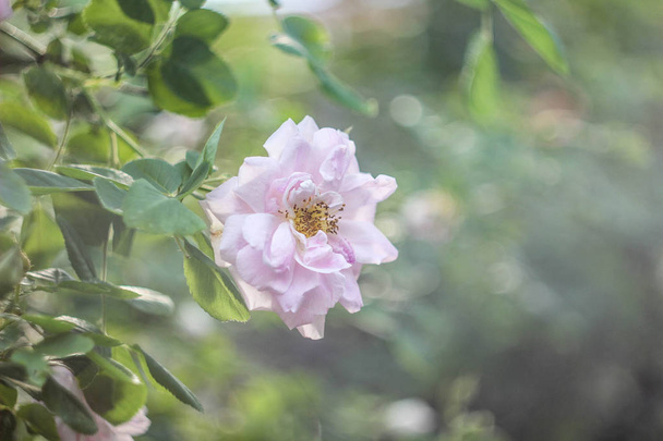 Arbusto florido de rosa quadris
 - Foto, Imagem
