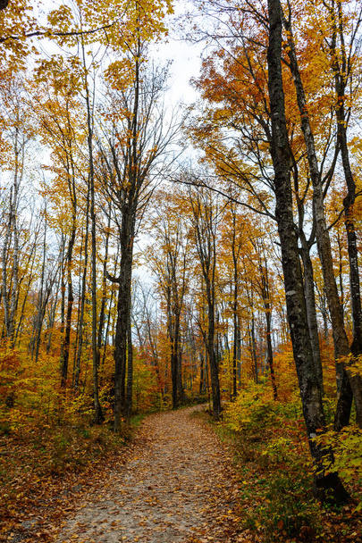 Forest trail in Pictured Rocks National Lakeshore, - Photo, Image