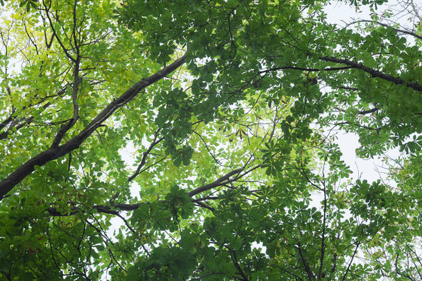 green forest background, looking up - Φωτογραφία, εικόνα