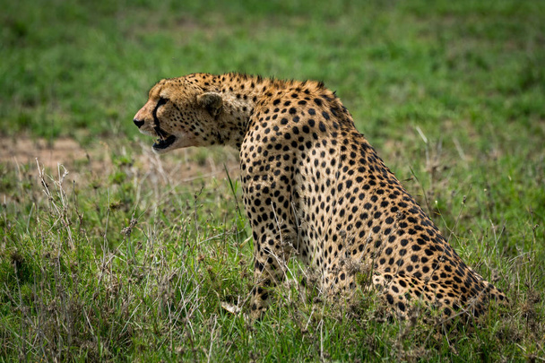 Cheetah sitting on grassy plain stretching forward - Photo, Image