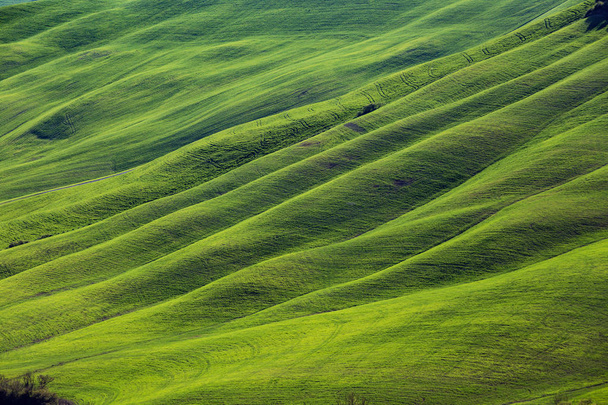 Typical Tuscan landscape - green waves - Photo, Image