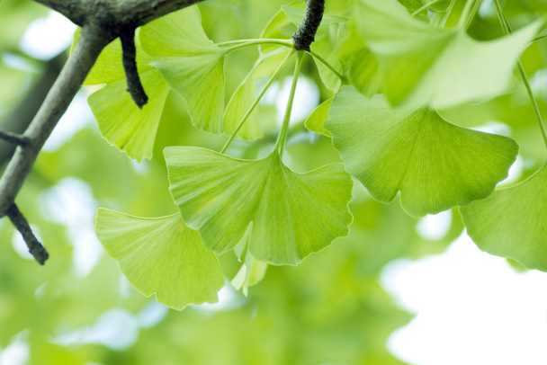 Ginkgo biloba leaf. - Photo, Image