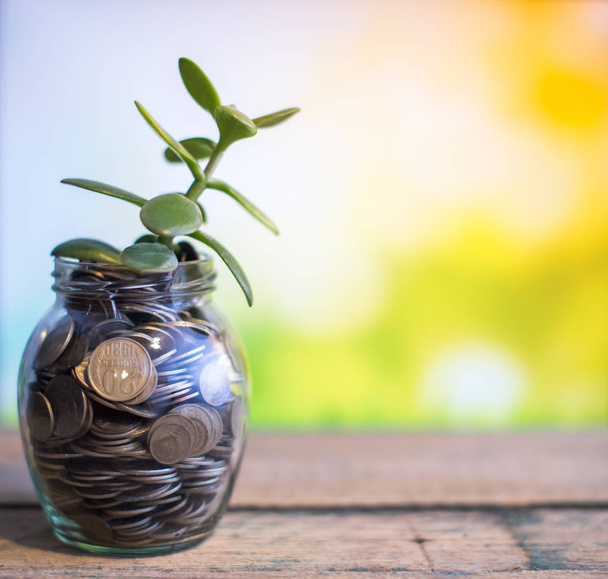 Money tree in a glass jar with coins on a blurred background of nature - Photo, Image