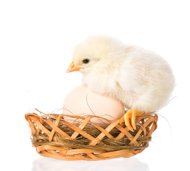 Újszülött csirke fehér háttér - Fotó, kép