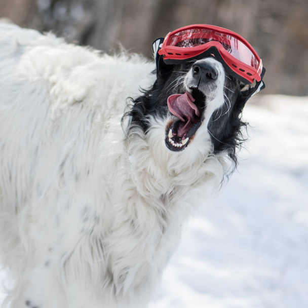 Dog with ski goggles.  - Photo image
