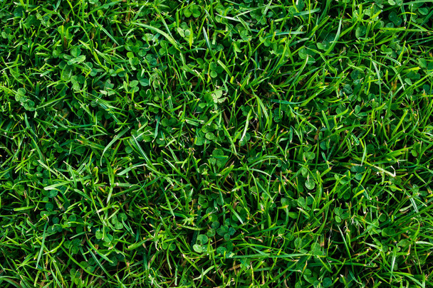 Seamless green grass background - Photo, Image