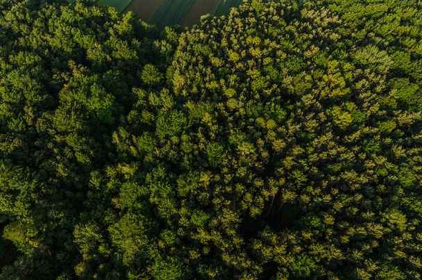grüne Bäume von oben - Foto, Bild