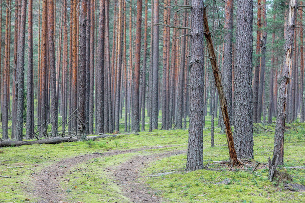 Pine tree trunks in the forest - 写真・画像