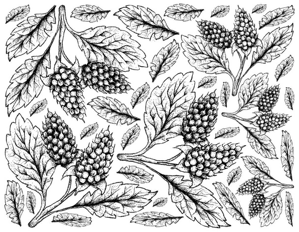 Fundo desenhado à mão de Amora Verde Berries
 - Vetor, Imagem