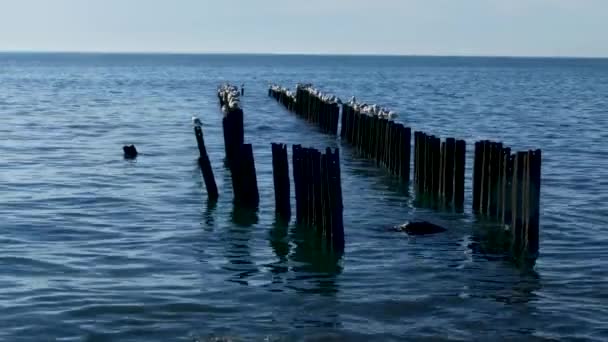 Gabbiani nella colonia di uccelli marini del Mar Nero
 - Filmati, video