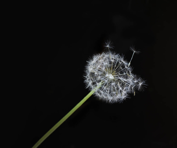 Beautiful dandelion and flying seeds. - Photo, Image