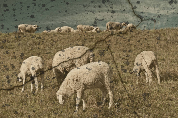 moutons sur un pâturage au début du printemps
  - Photo, image