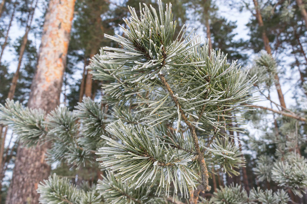 borovice v zimě - Fotografie, Obrázek