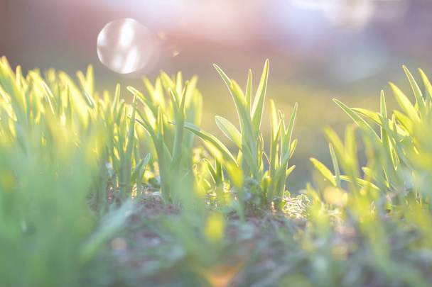 První zelené trávě v ranním slunečním. Brzy na jaře koncept. - Fotografie, Obrázek