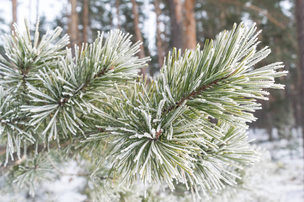 borovice v zimě - Fotografie, Obrázek