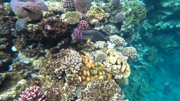 Küçük bir sohal surgeonfish veya sohal tang, Acanthurus sohal - Video, Çekim